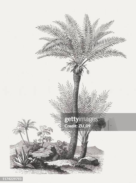 date palm and aloe, wood engraving, published in 1894 - aloe vera stock illustrations