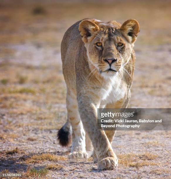 close up of lioness walking toward  camera at amboseli, kenya - löwin stock-fotos und bilder