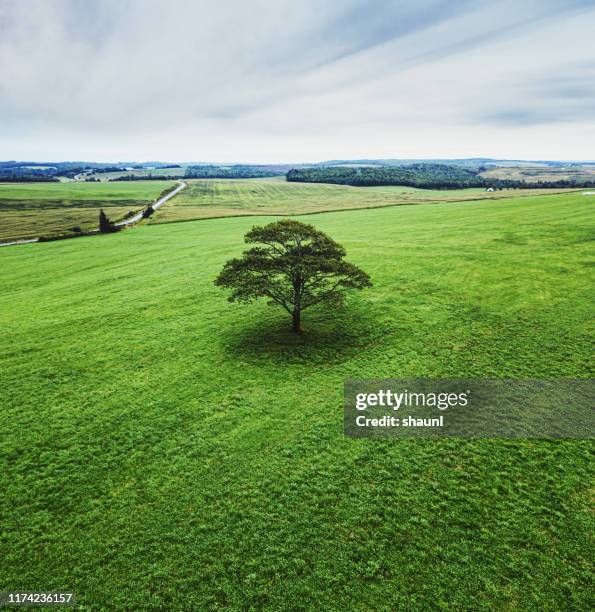 one tree hill - single tree imagens e fotografias de stock