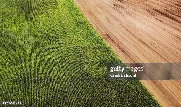 aerial drone view: corn field - specimen holder stock pictures, royalty-free photos & images