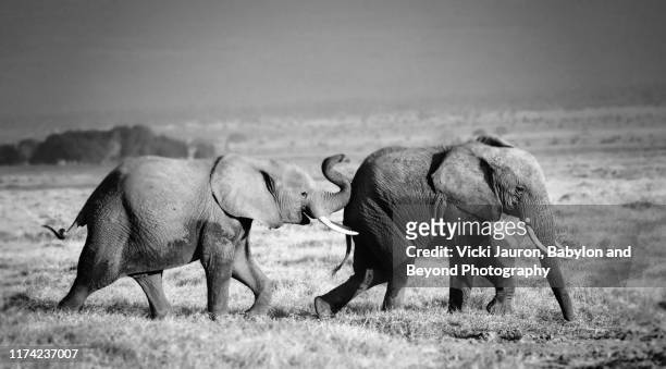 cute scene of two playful young elephants in black and white at amboseli, kenya - african elephant ストックフォトと画像