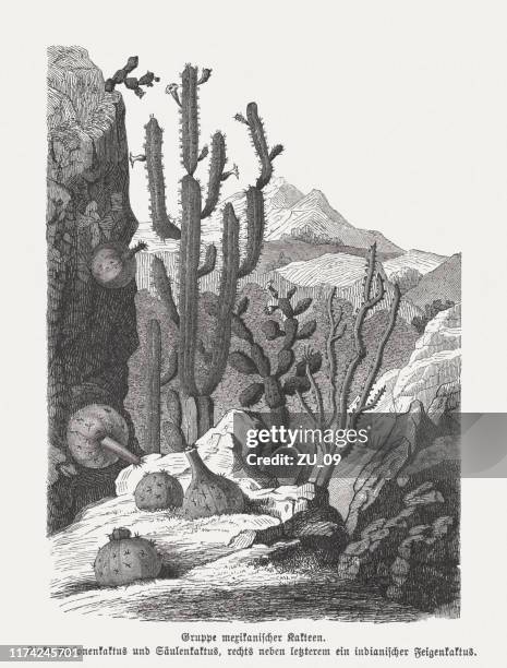 ilustrações de stock, clip art, desenhos animados e ícones de mexican cacti, wood engraving, published in 1894 - cato