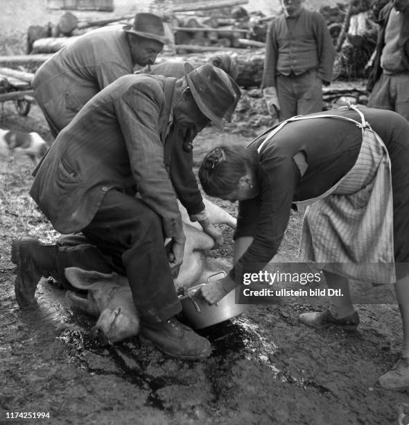 Saillon; Schlachtung eines Schweins zum Neujahr: Auffangen des Blutes; 1948