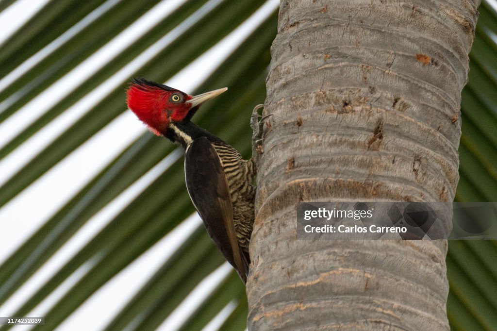 Lineated woodpecker
