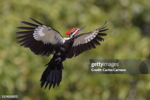 pileated woodpecker approaching nest cavity - woodpecker stock pictures, royalty-free photos & images