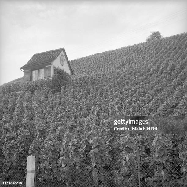 Rebberg mit Häuschen am Zürichsee, 1959