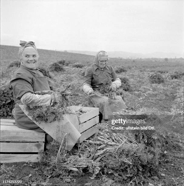 Frauen bei der Karotten-Ernte im Kanton Waadt, 1957