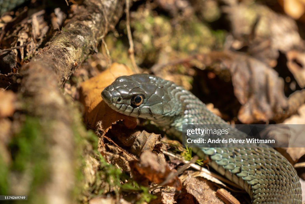 Eastern Montpellier snake (Malpolon insignitus), poisonous snake