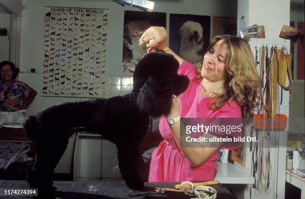 Hundesalon "Kerberos"; Frisieren eines Pudel 1985