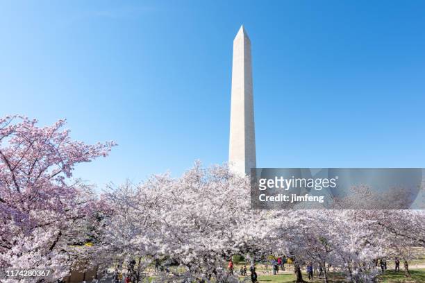 during national cherry blossom festival, washington monument in washington dc,usa - festival of remembrance 2019 stock pictures, royalty-free photos & images
