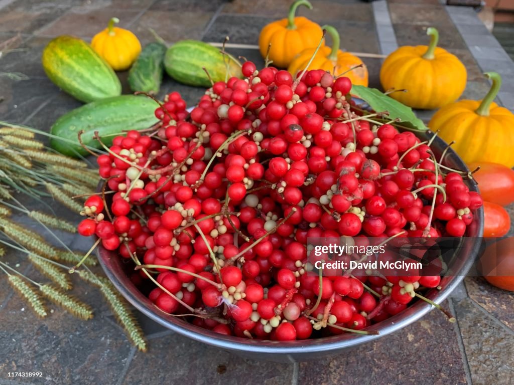 Freshly picked Schisandra berries