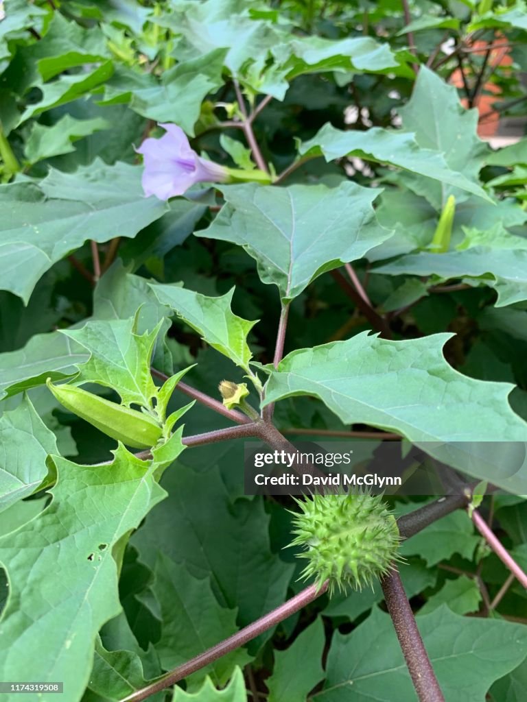 Close up of Jimsonweed plant or Thorny Apple