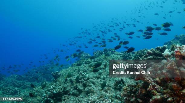 damselfish schooling undersea, japan - chichijima stock pictures, royalty-free photos & images