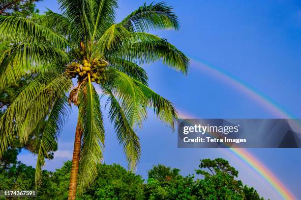 rainbows over palm trees - boca raton foto e immagini stock