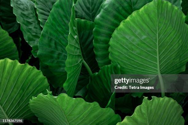 green palm leaves - boca raton stock pictures, royalty-free photos & images