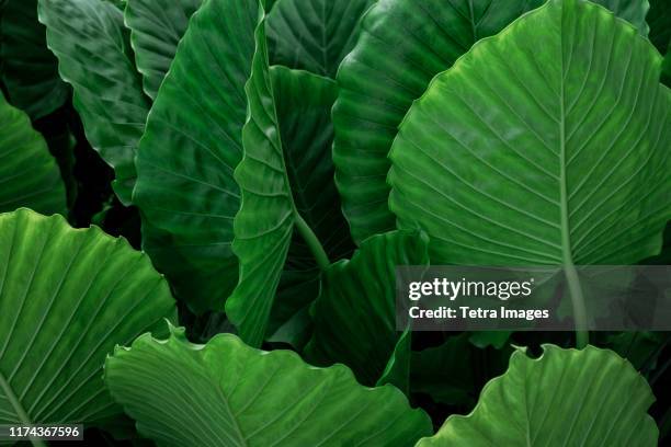 green palm leaves - boca raton florida imagens e fotografias de stock