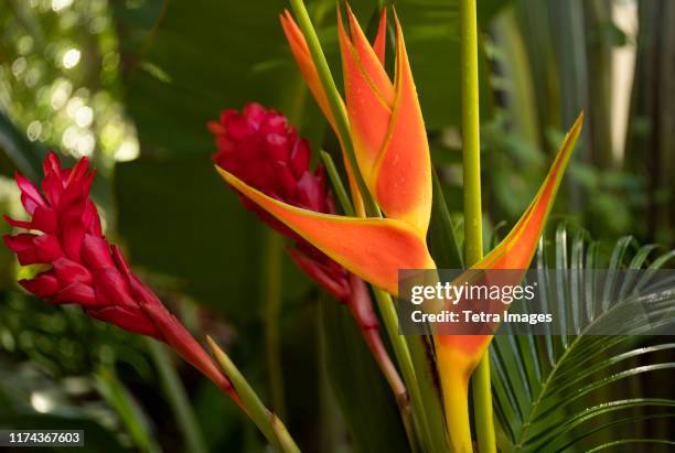 bird of paradise flower - boca raton stock-fotos und bilder