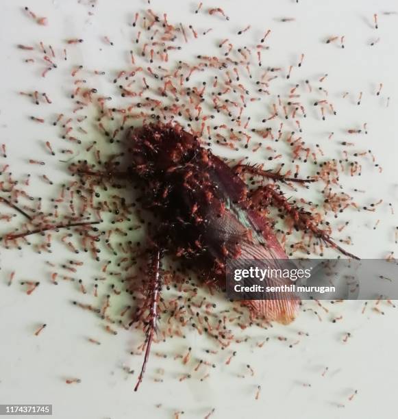 Red Cockroach Photos and Premium High Res Pictures - Getty Images
