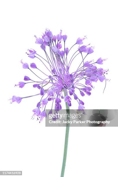 close-up, high-key image of the beautiful late summer flowering allium carinatum subsp. pulchellum, also known as keeled garlic or witch's garlic purple flower taken on a white background - allium stock pictures, royalty-free photos & images