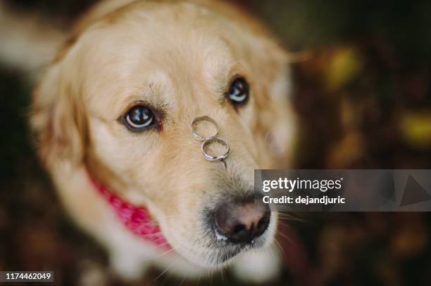 portrait of a labrador dog with two wedding rings on his nose - nose ring stock-fotos und bilder