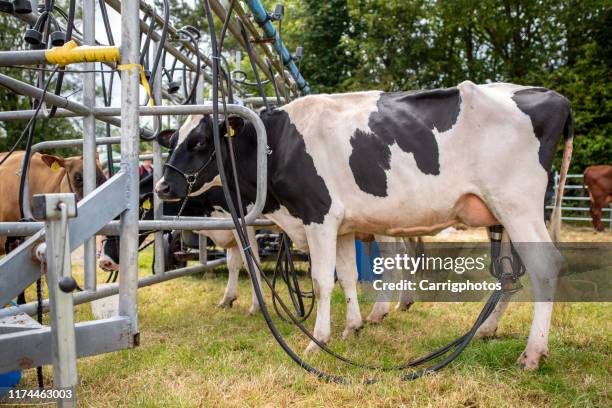 cows being milked by a milking machine, ireland - milking machine ストックフォトと画像