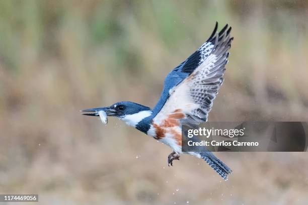 belted kingfisher mid-air with prey - belted kingfisher stock pictures, royalty-free photos & images