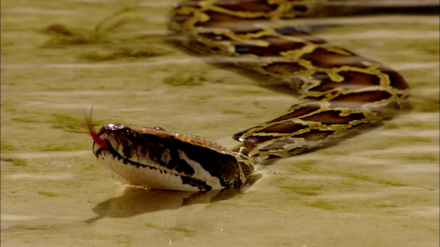 2,753 The All Of Python Stock Videos, Footage, & 4K Video Clips - Getty ...