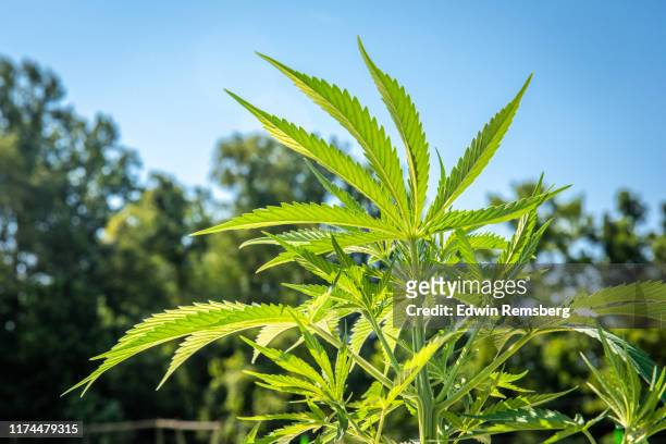 hemp production - cannabis leaf fotografías e imágenes de stock