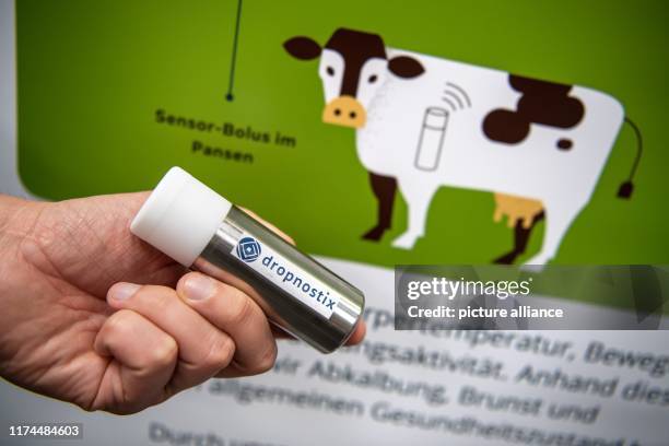 Cow Rumen Sensor 27 Cow Rumen Stock Photos, High-Res Pictures, and Images - Getty Images