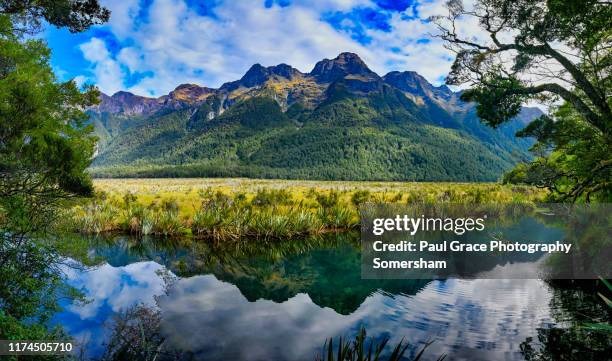 mirror lakes, new zealand. - new zealand forest stock pictures, royalty-free photos & images