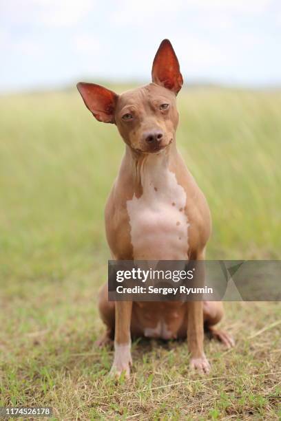 hairless terrier dog - sans poils photos et images de collection