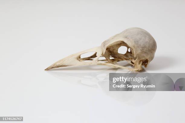 rook skull - death of a rotten photos et images de collection