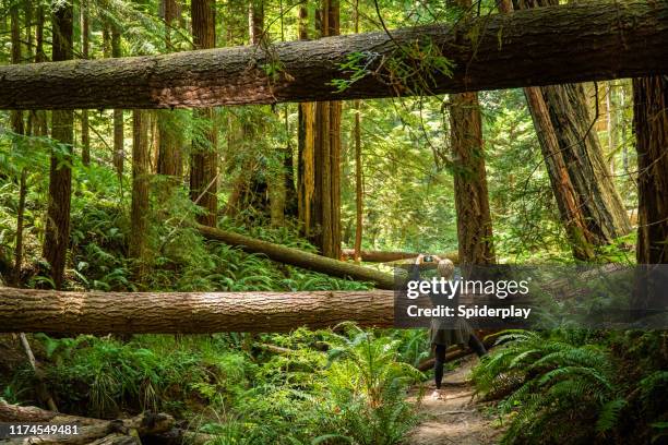 female hiker taking photos of the forest trees - fallen tree stock pictures, royalty-free photos & images