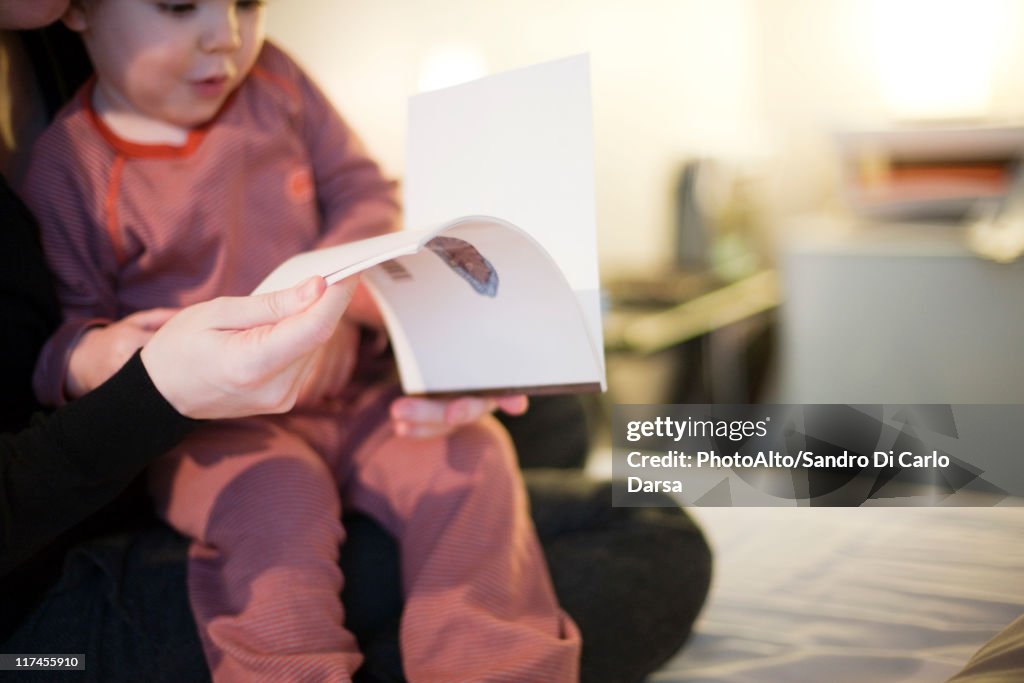 Toddler boy sitting in parent's lap, looking at book, cropped