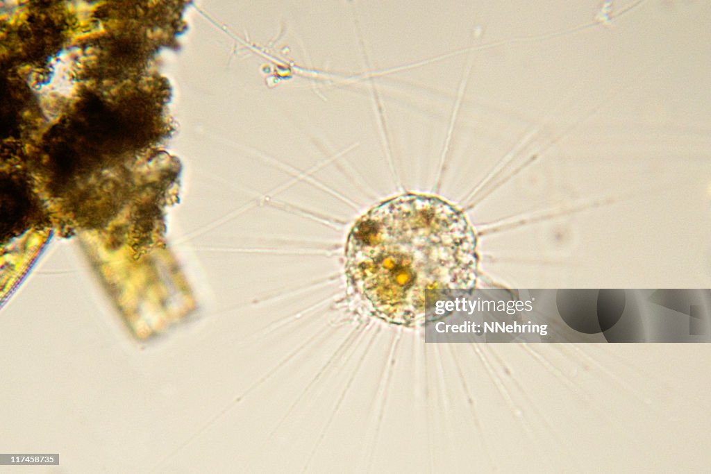 Sun animalcule, Actinospherium espécies, Micrografia