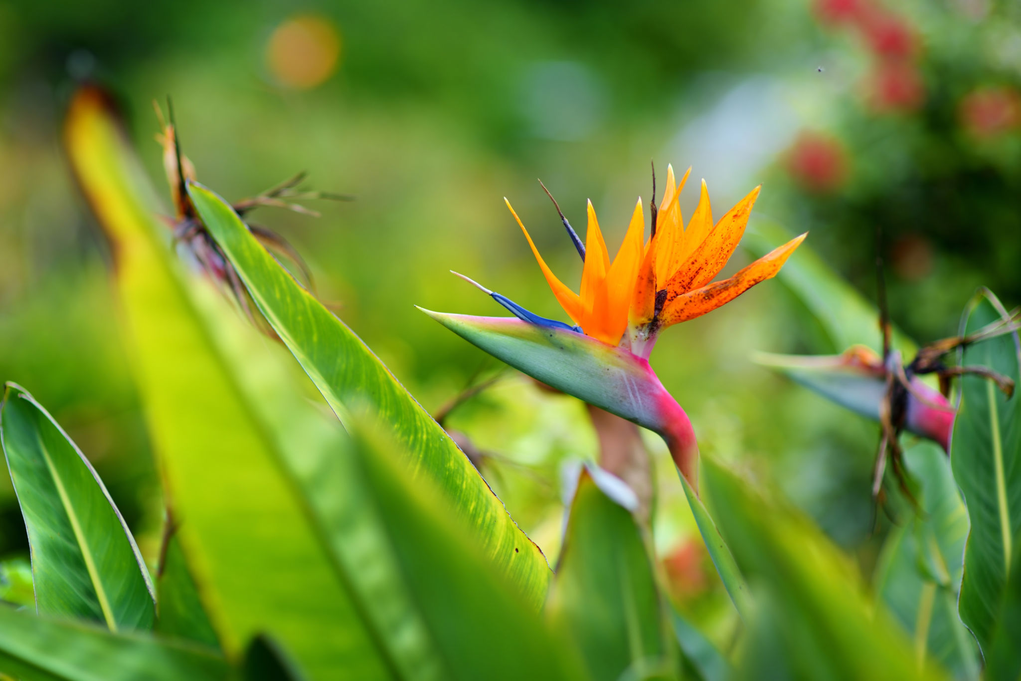 maui birds
