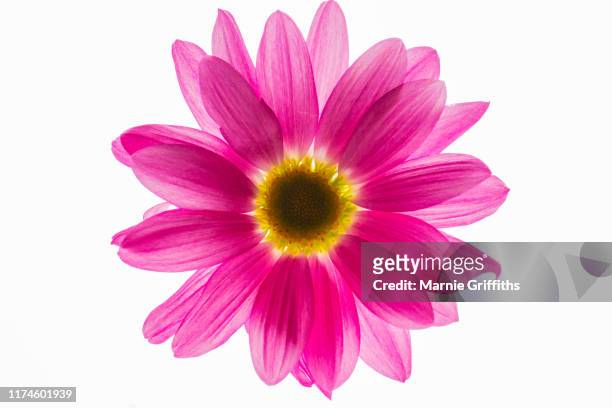 purple african daisy in macro - gerbera daisy foto e immagini stock