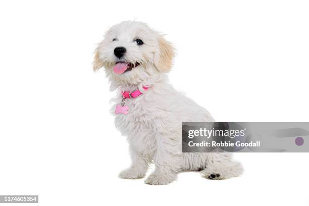 female maltese x shih tzu puppy looking away from the camera on a white background - malteser stock-fotos und bilder