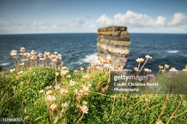 downpatrick head dún briste - ballycastle stock pictures, royalty-free photos & images