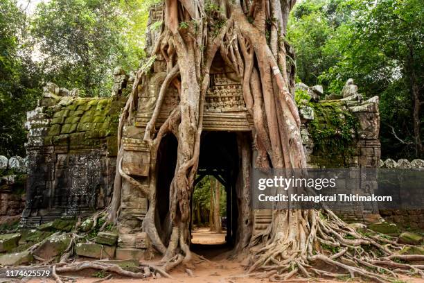 nature is taking over temple at ta som temple, siem reap. - old ruin stock pictures, royalty-free photos & images