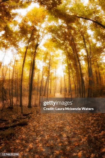 autumn walk in the woods - rural ohio stock pictures, royalty-free photos & images