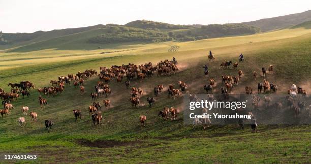 group of wild horse run on the grassland - op hol slaan stockfoto's en -beelden