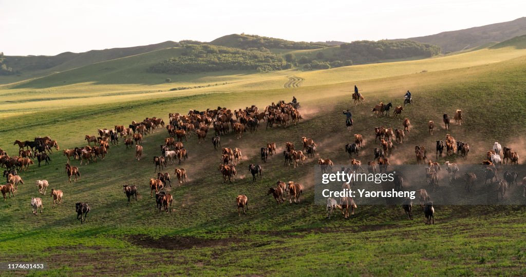 Group of wild horse run on the grassland