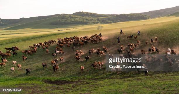 group of wild horse run on the grassland - stampede stock pictures, royalty-free photos & images