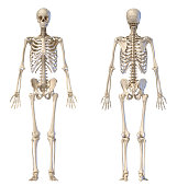 Human male skeleton full figure. Front and back views.