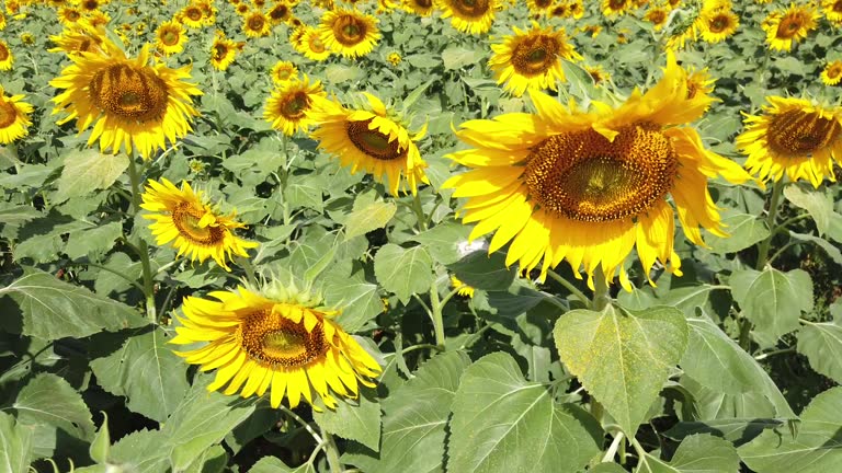 Sunflower Rising Sun 284 Sunflower Sun Rising Stock Videos, Footage, & 4K Video Clips ...