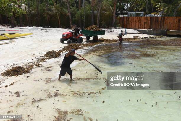 Workers cleaning sargassum seaweed in the aqua-centric luxury Bora Bora Pearl Beach Resort & Spa resort. Bora Bora is a volcanic island of French...