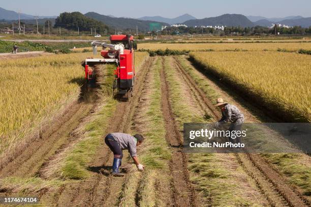Asian Picking Rice Korean Rice Field Photos and Premium High Res Pictures - Getty Images