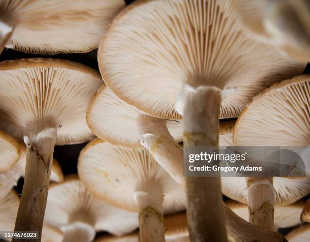 color photograph of  large group of mushrooms viewed from below - close up of mushroom growing outdoors stockfoto's en -beelden