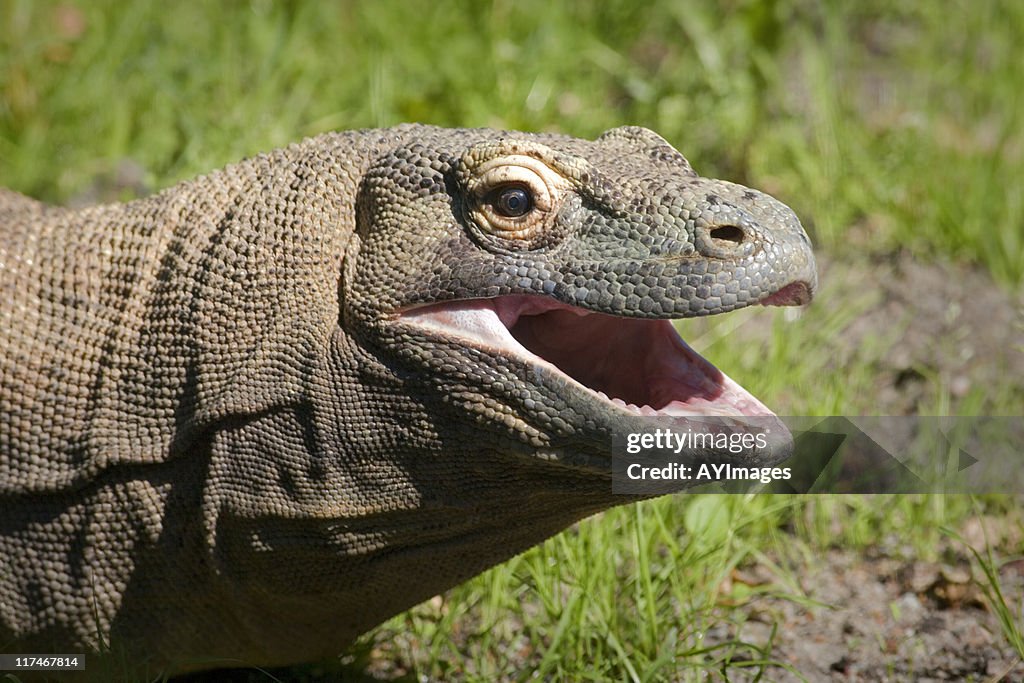 Komodo Dragon (Varanus komodoensis)